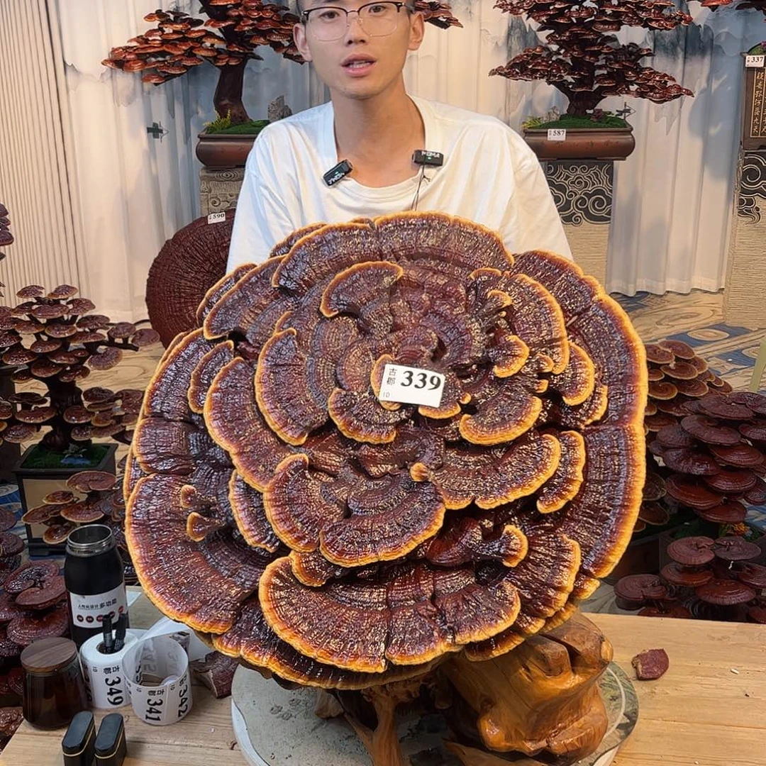 无花朵88888888888