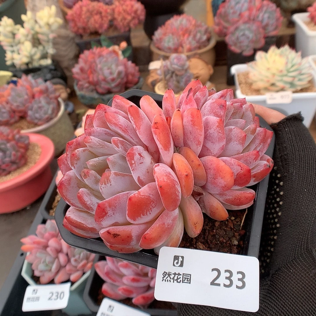 233雪天使多肉植物6666
