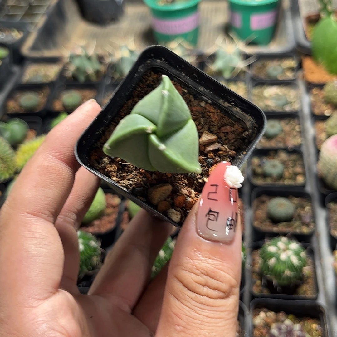 三角鸾凤玉单头发货