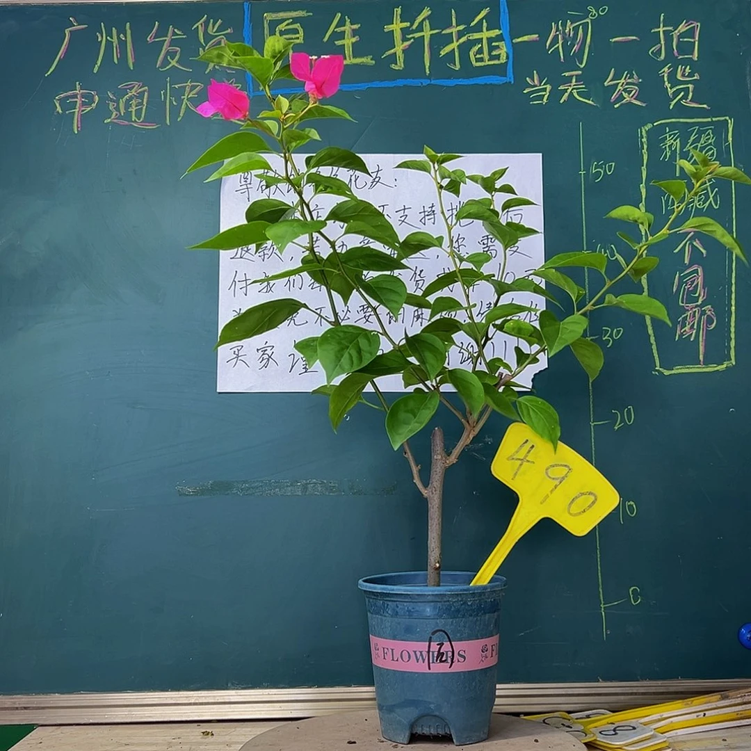 当前无花栽培后可以开花同安红490