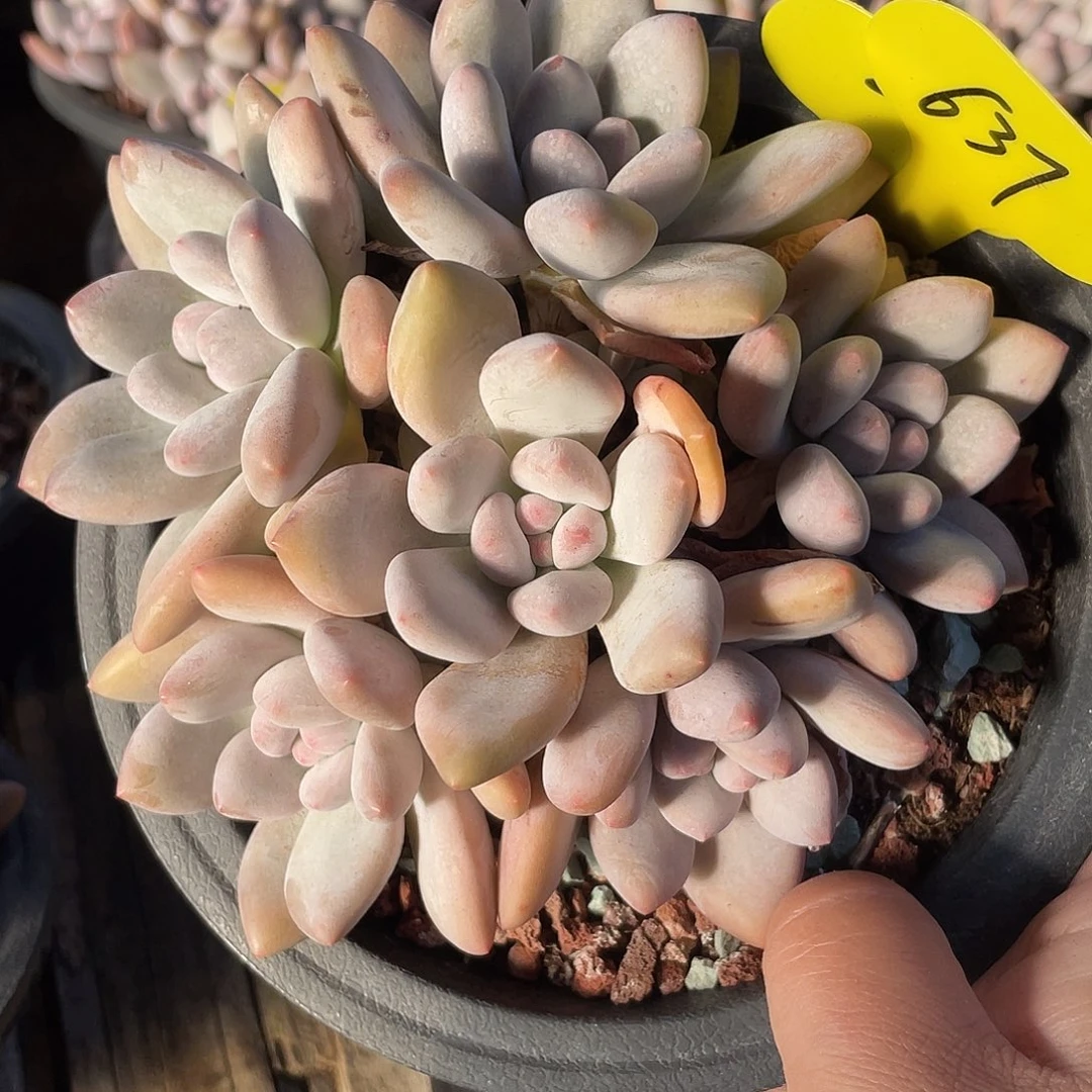 奶酪香水多肉植物637