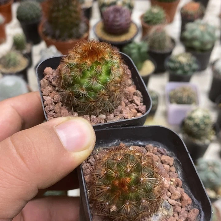 红刺嘉文丸2颗特价