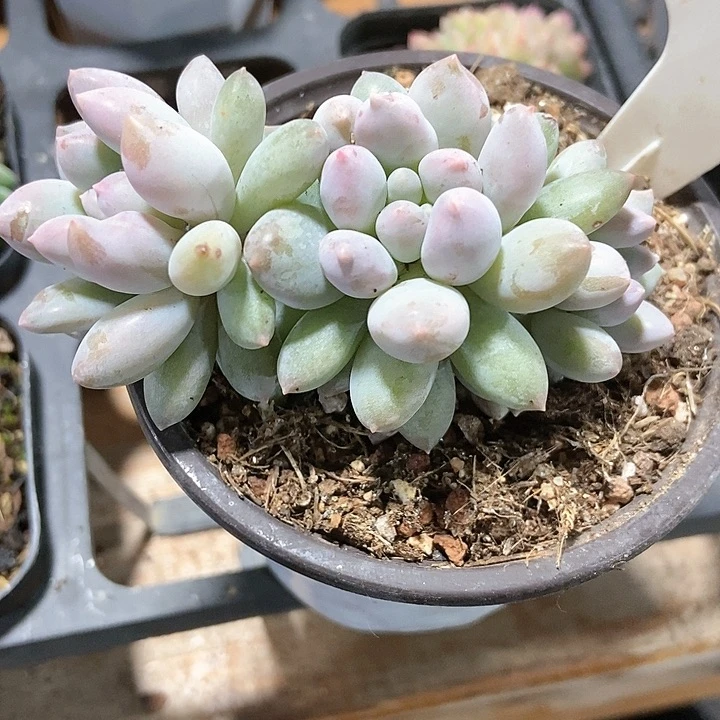 多肉植物手指1009