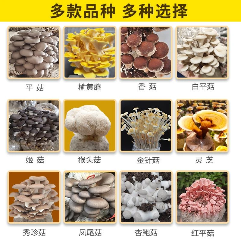 灰平菇包可食用菌包家庭栽培种阳台菌包家庭室内种植
