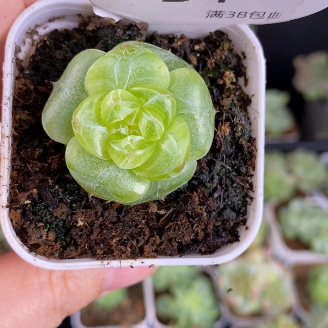 新品珍妮优选一颗51号