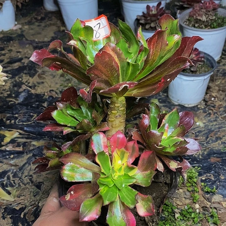 魅影七彩捧花8号链接