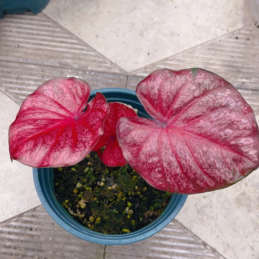 完全开放泰彩一物一拍1535