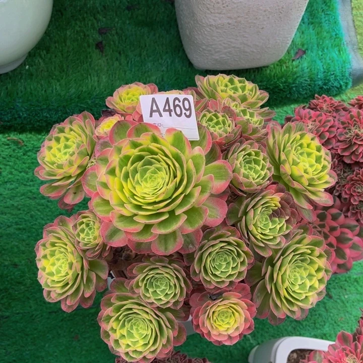 人**茶海仙000000000000000469