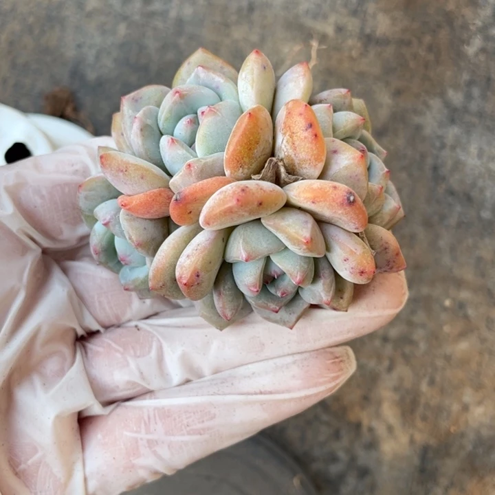 星影4头一颗冠幅6厘米20包邮新疆西藏不发