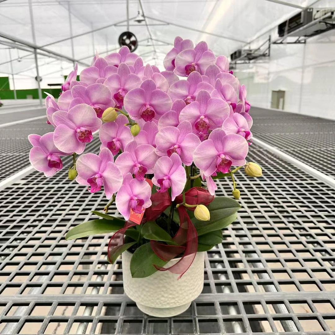 【塞冰冰】精品蝴蝶兰 红色花型 室内精品观赏 真花