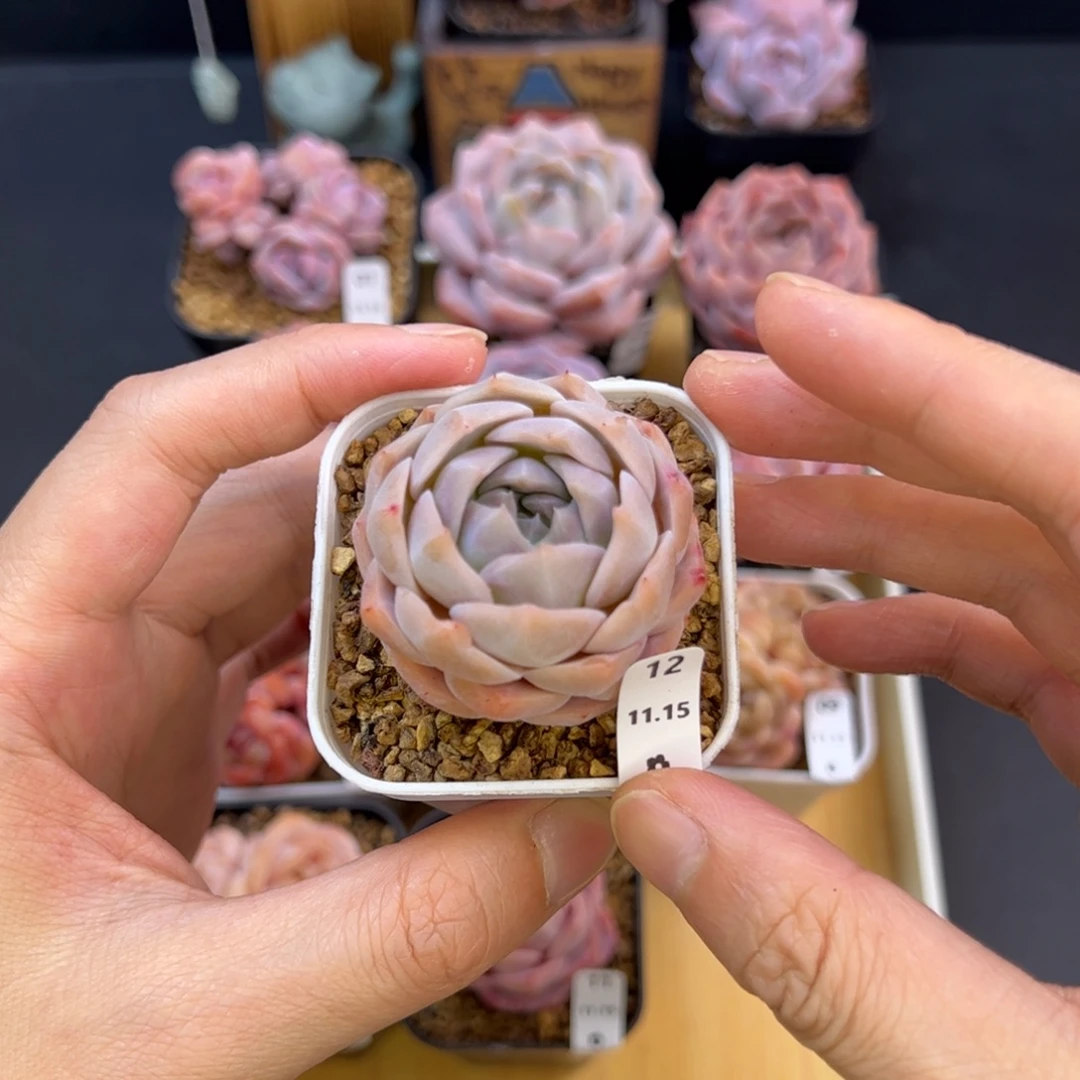 好好看12、哈哈哈哈哈