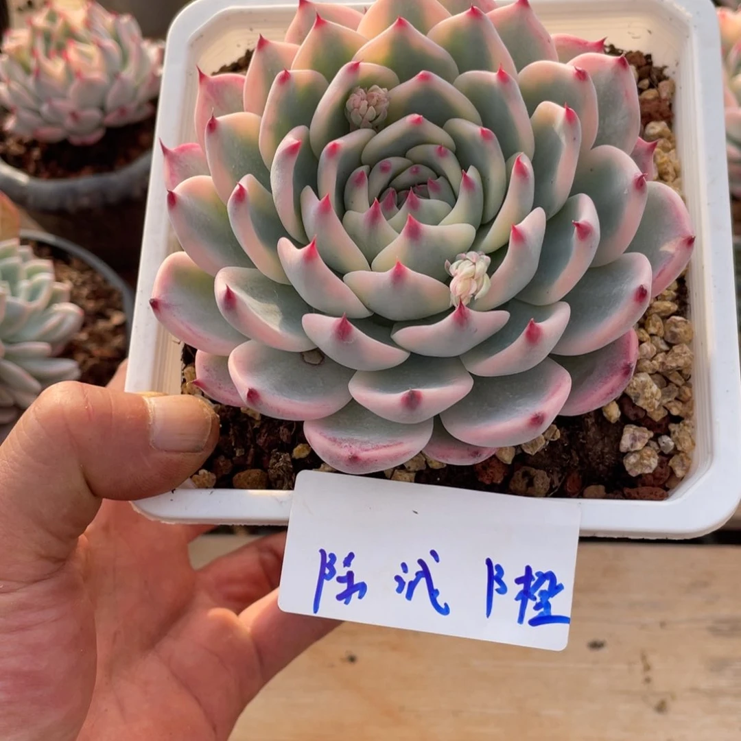 陈*橙淘多肉吉娃娃锦一个