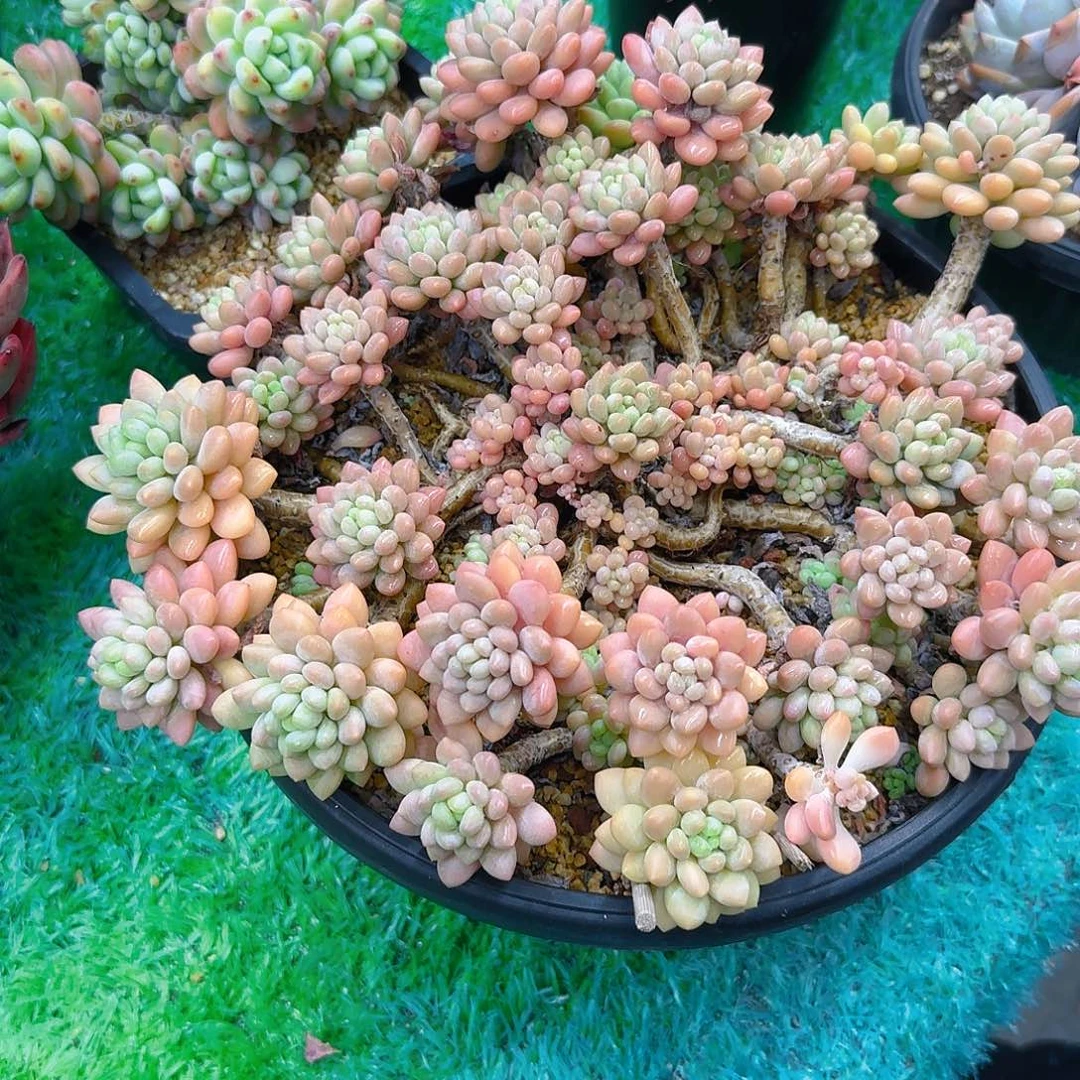 棠*多肉植物不带盆发货
