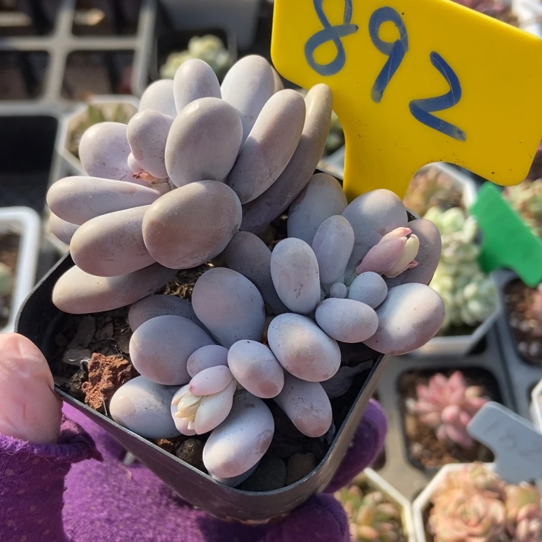 892大叶奶多肉植物保护