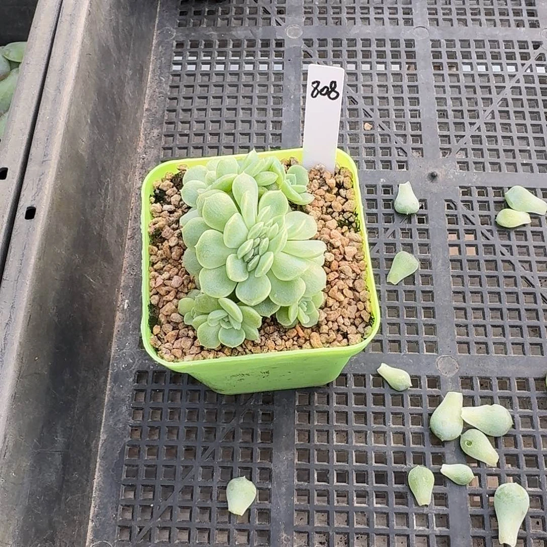 执***着808号纸鸢多肉一棵8888