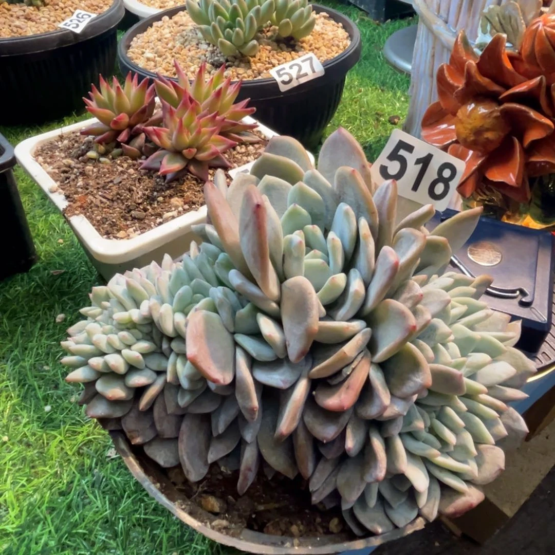 橙子缀多肉植物518