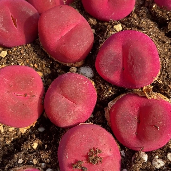 26504红丝绒蟠桃2颗一组