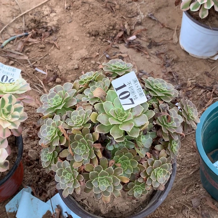 107荷兰选择变异4号棚