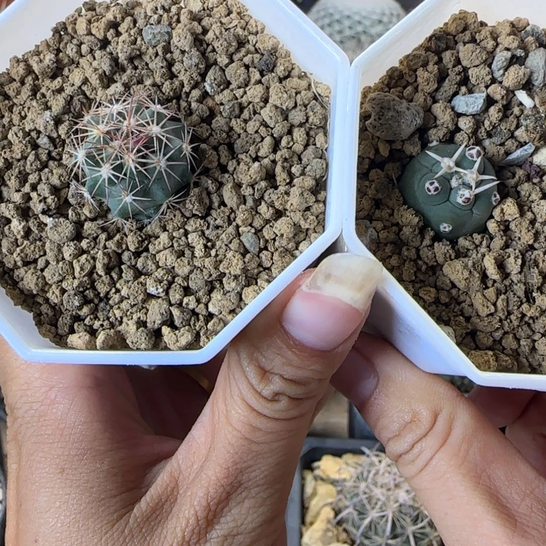 426实生大祥冠➕虎爪多肉