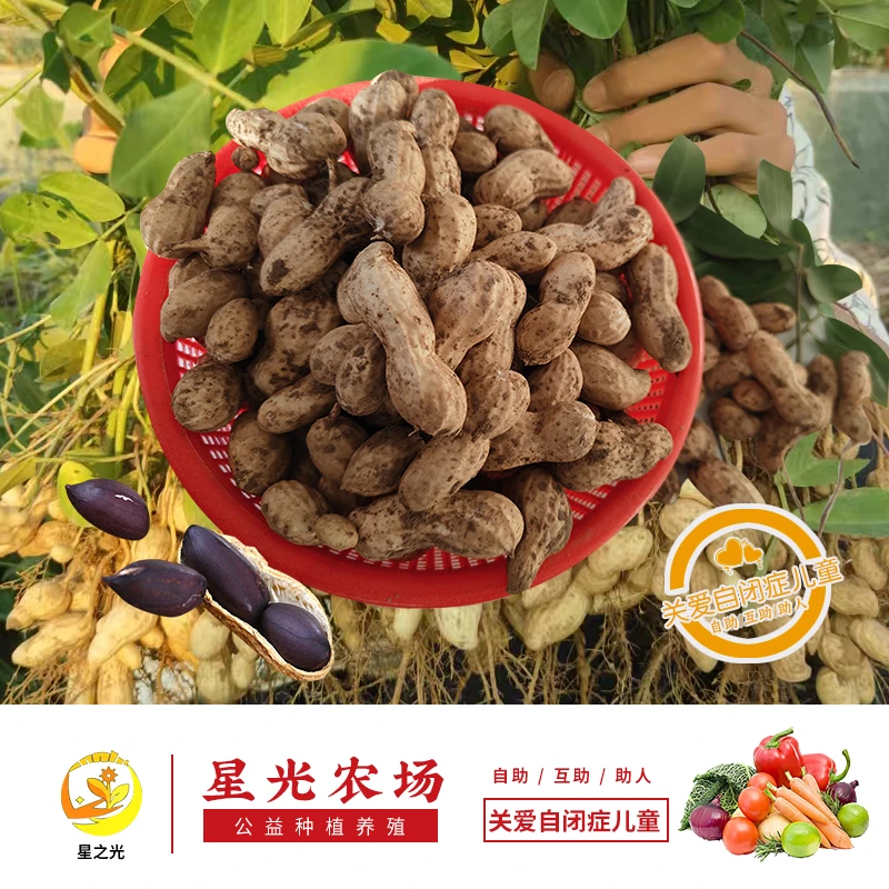 2025年现挖现发新鲜黑花生富硒带壳星星果生态种植可生吃可水煮