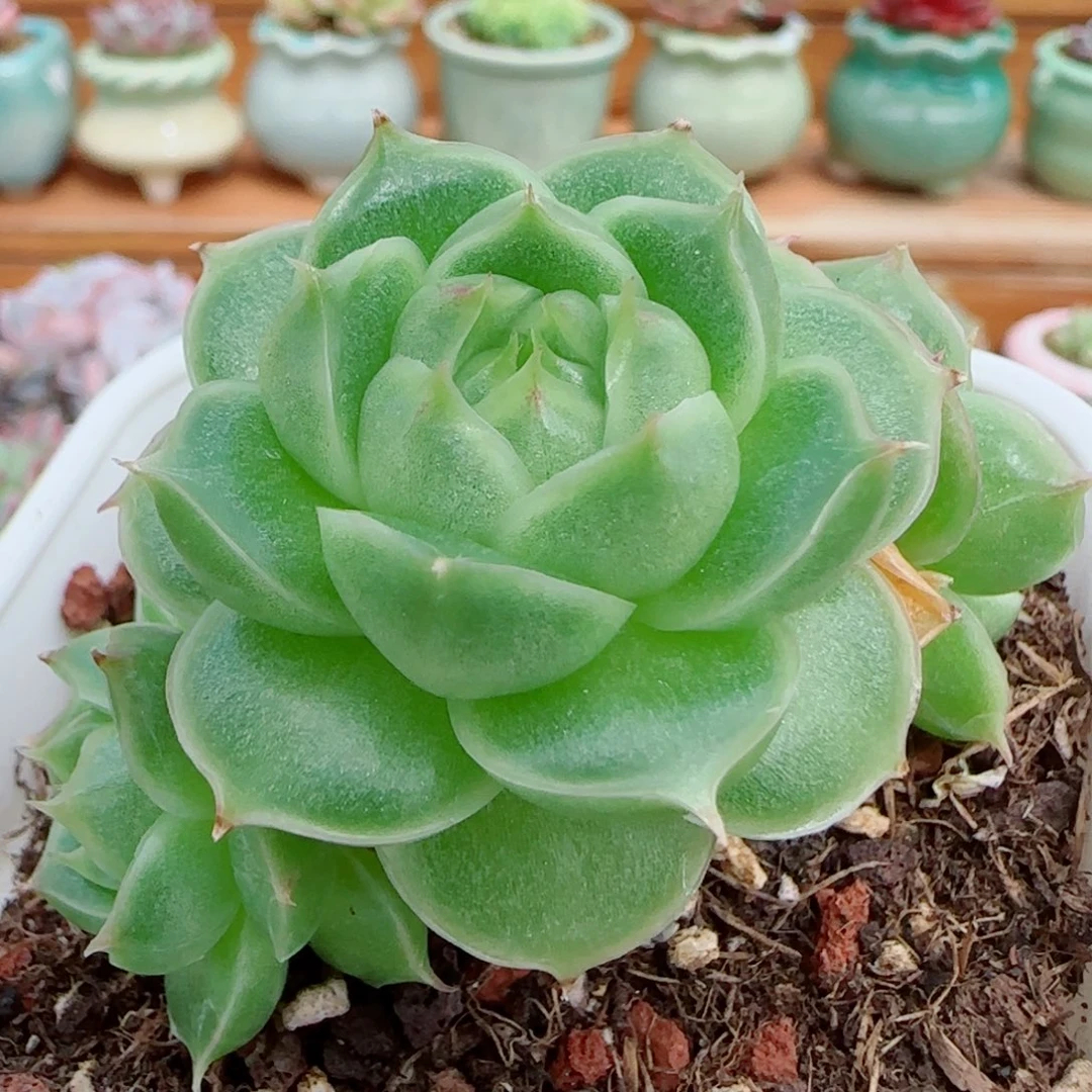 ****茶花语逸镜1010-246麦秆