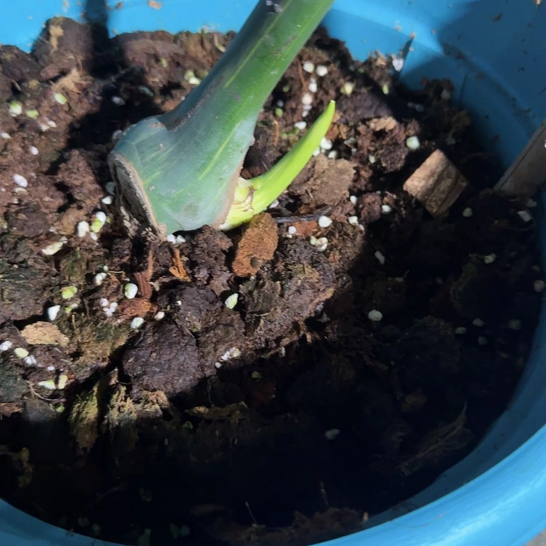 全部花朵磊*龟背竹一物一拍