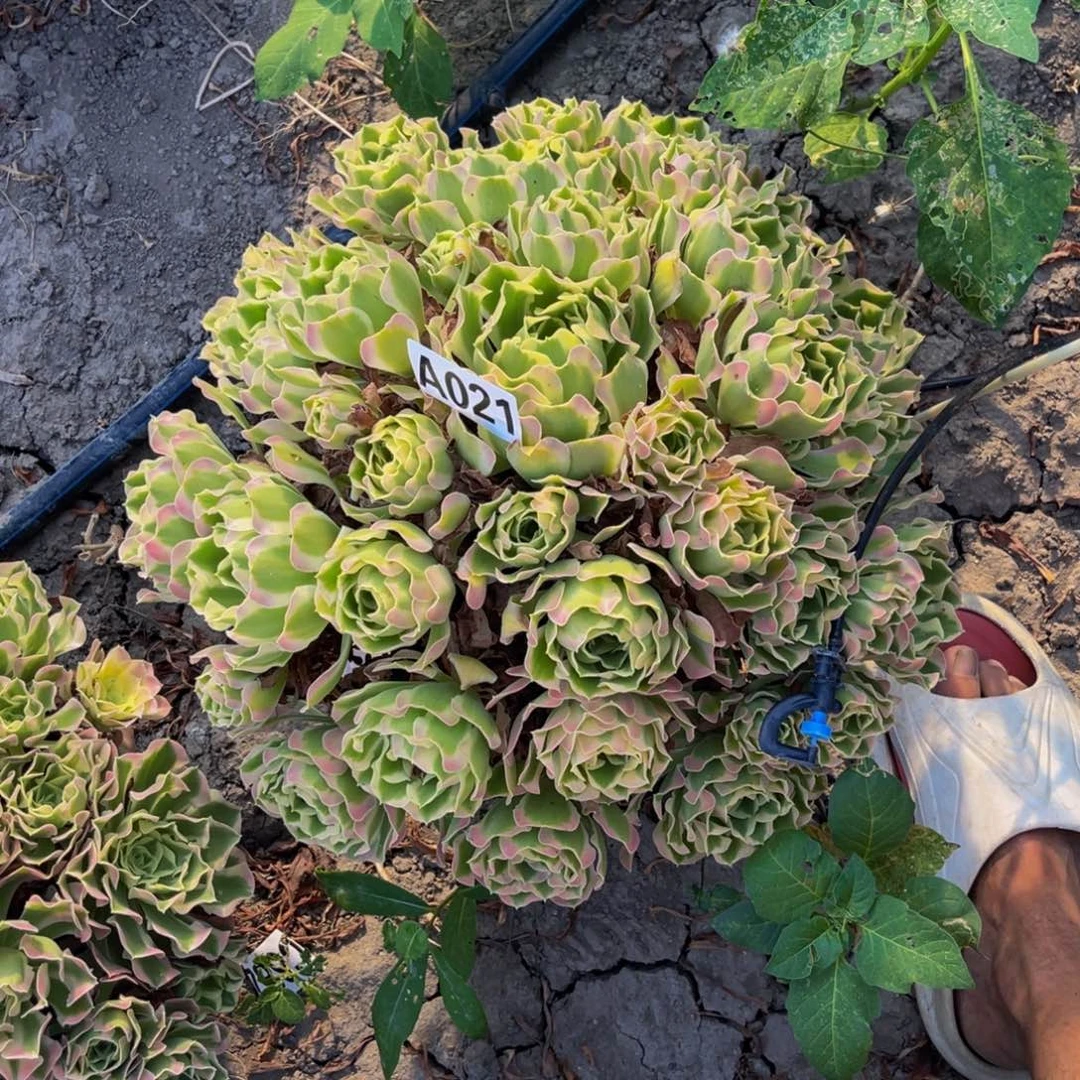 白凤法师15//-45包邮