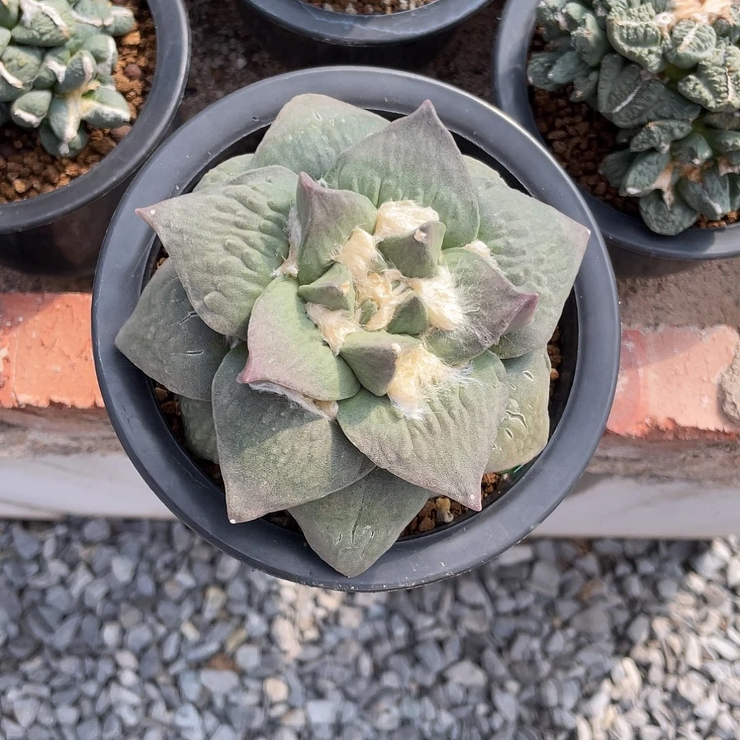 不***人紫姬牛舌牡丹一物一拍