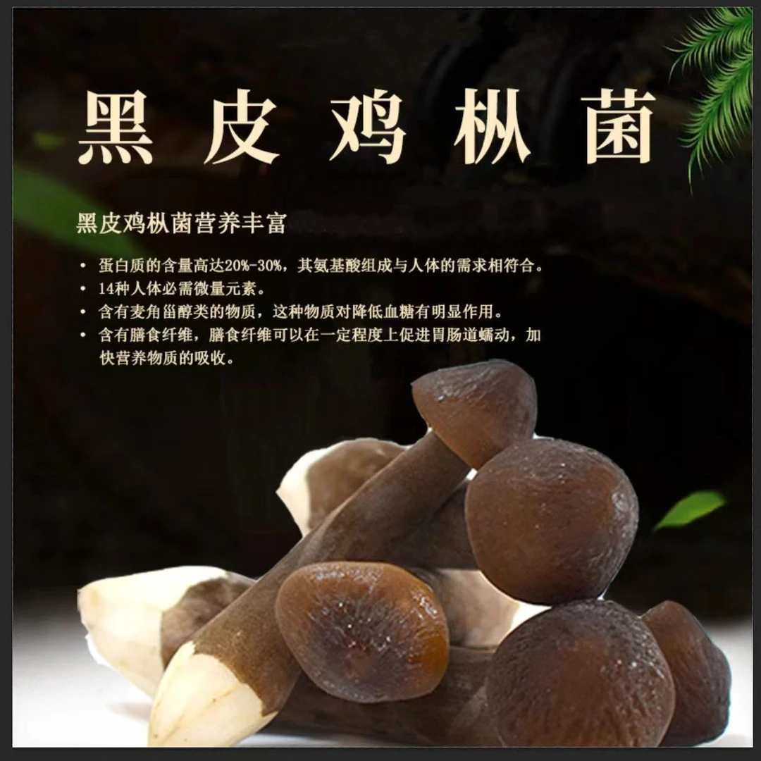 新鲜黑皮黑鸡枞菌湖北恩施高山种植