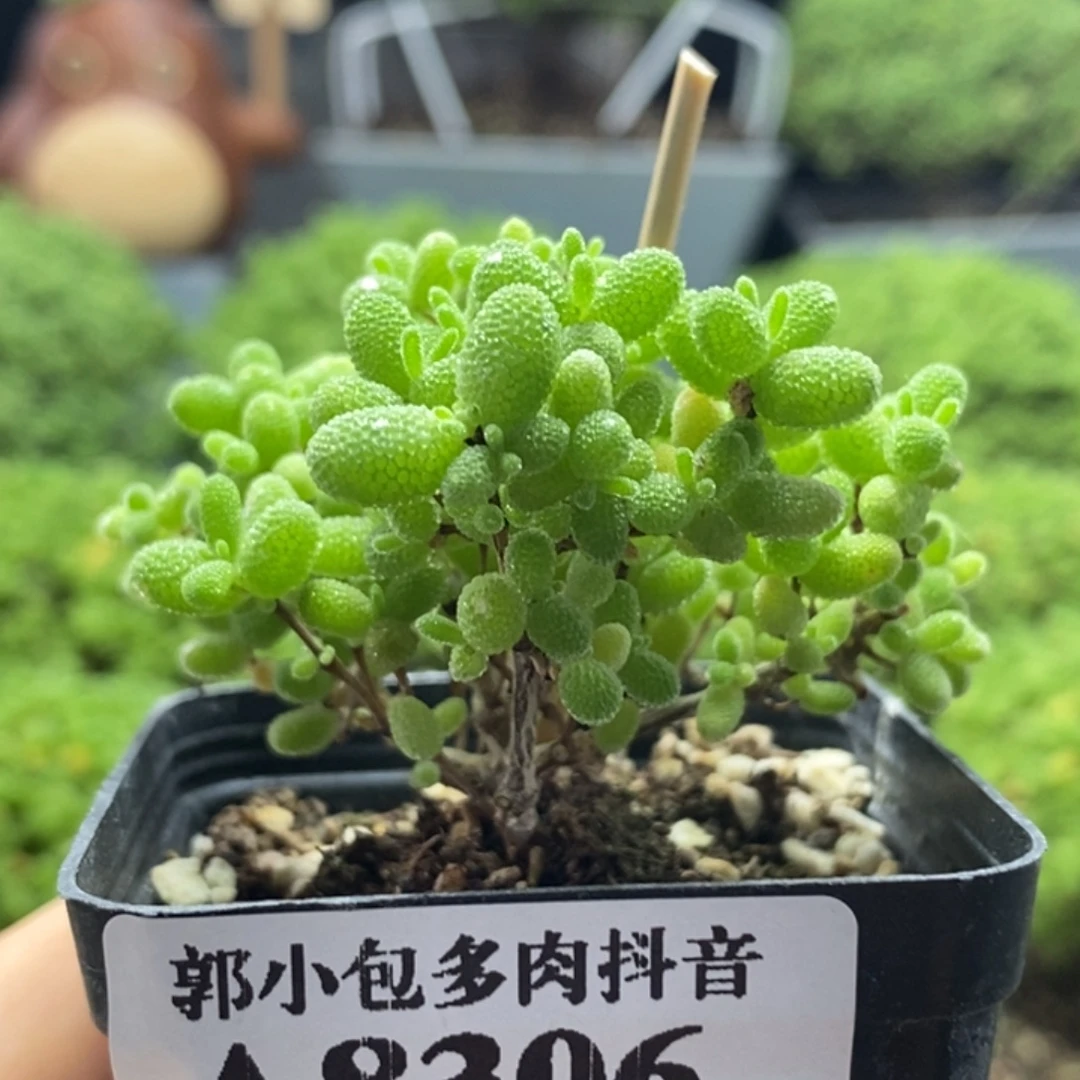 蜜橘糖球8306枝干番杏