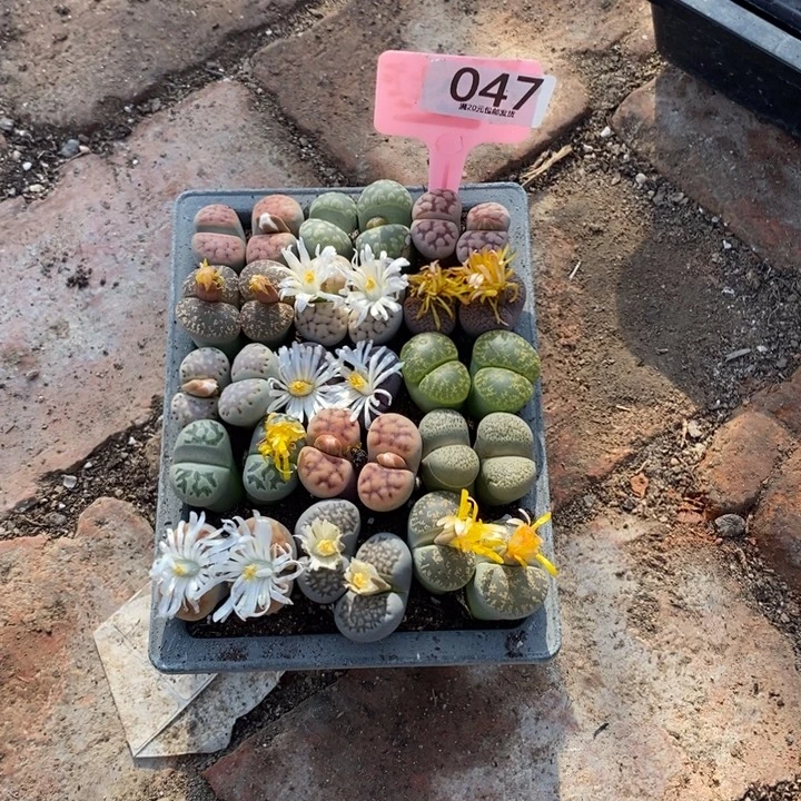 ****特生石花等植物的生长047