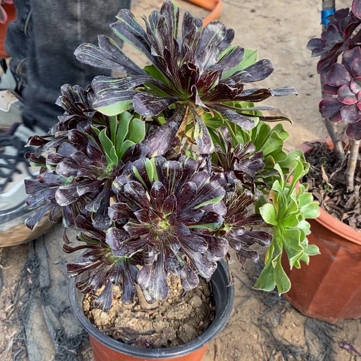 水墨丹青32多肉植物法师法师