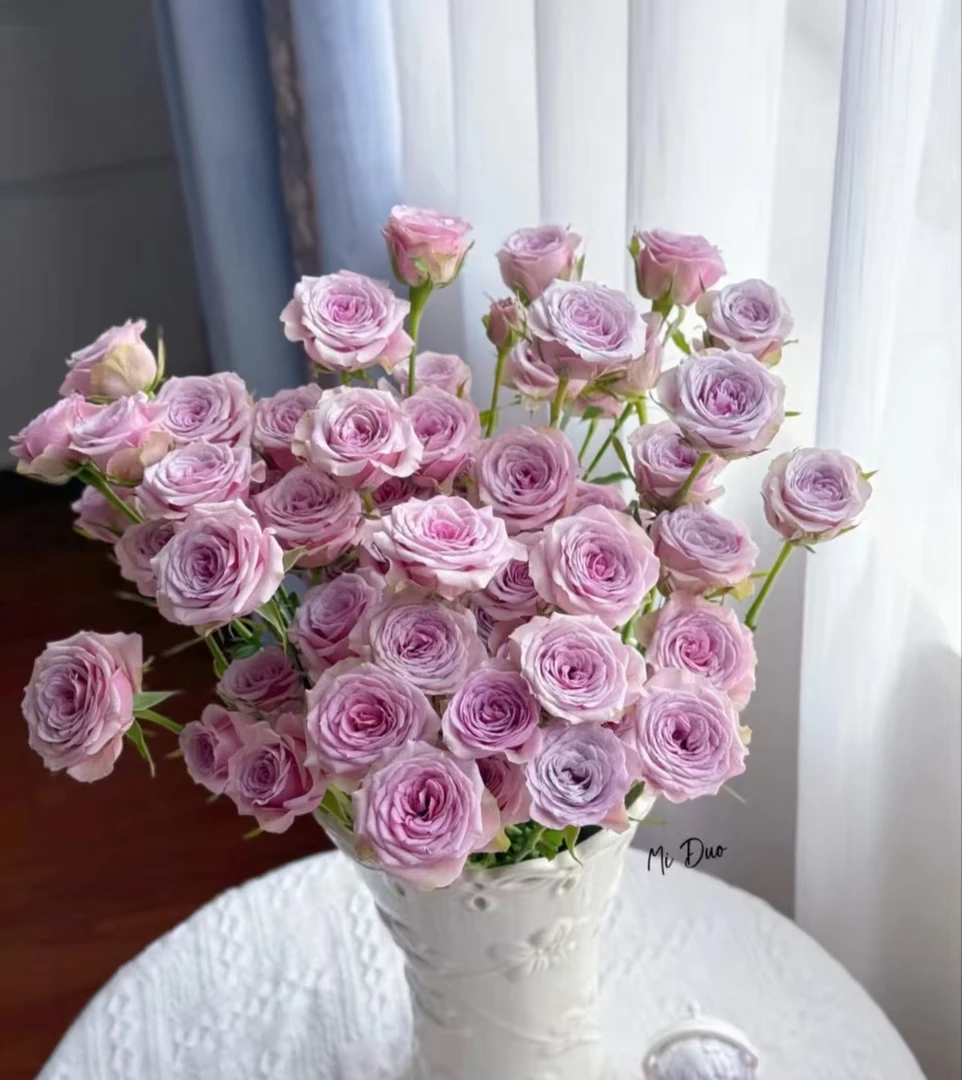 【多头莱拉玫瑰】任意2单发顺丰或EMS空运包邮  收到货醒花