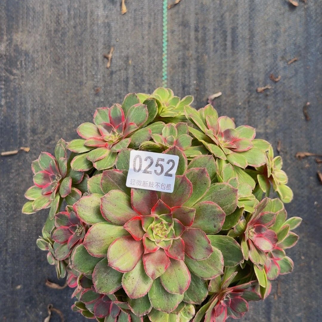 莲花座25222222222