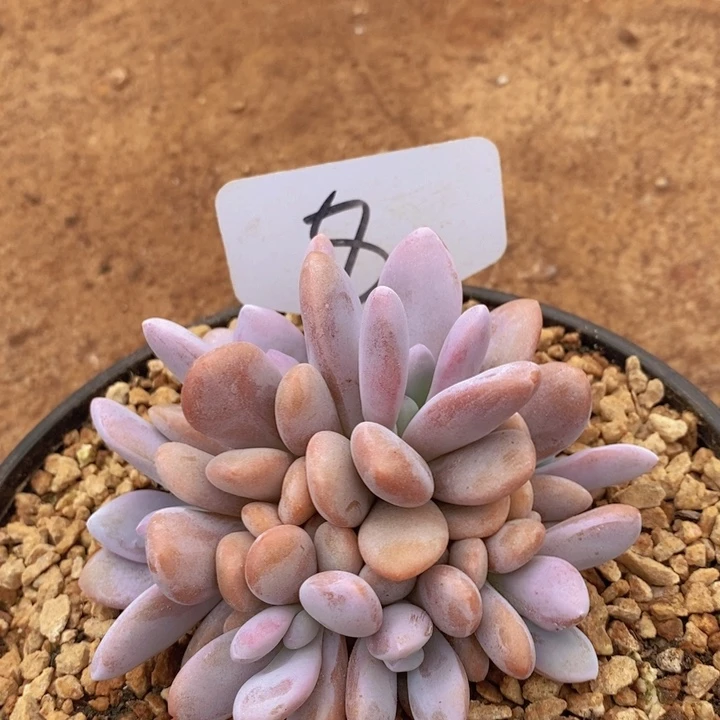 这么多小东西怎么这么好笑