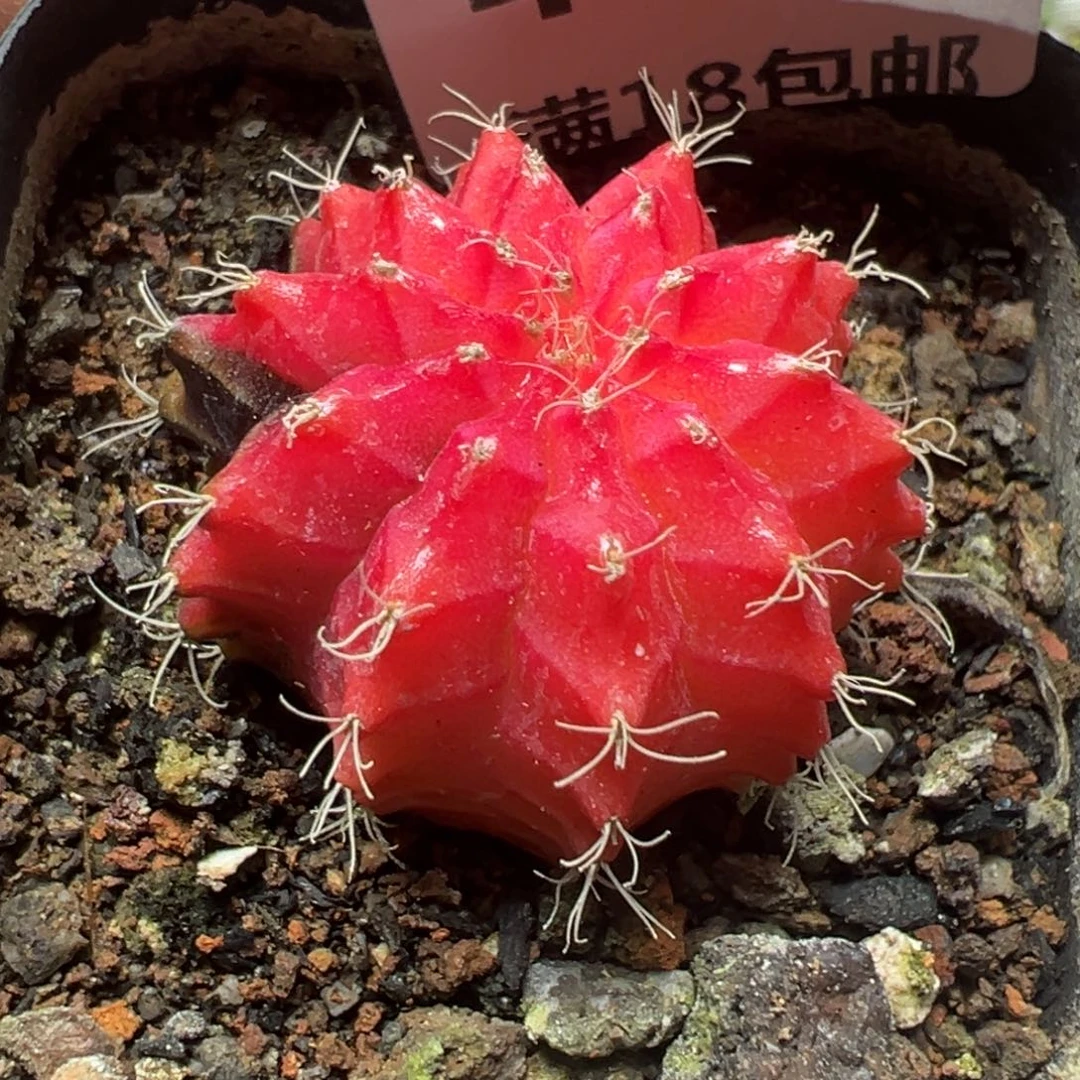 【闪购商品】 441。