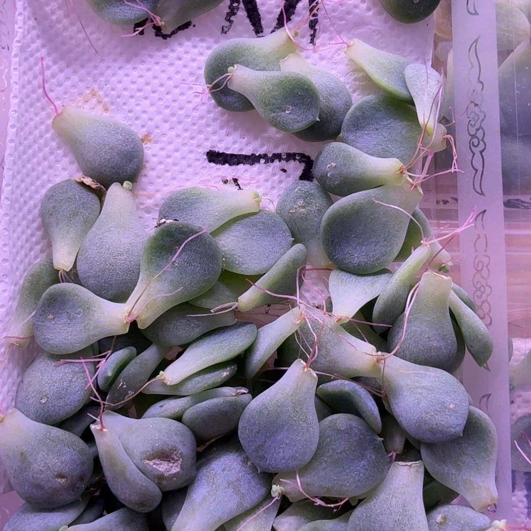 发财7叶片1片量拍