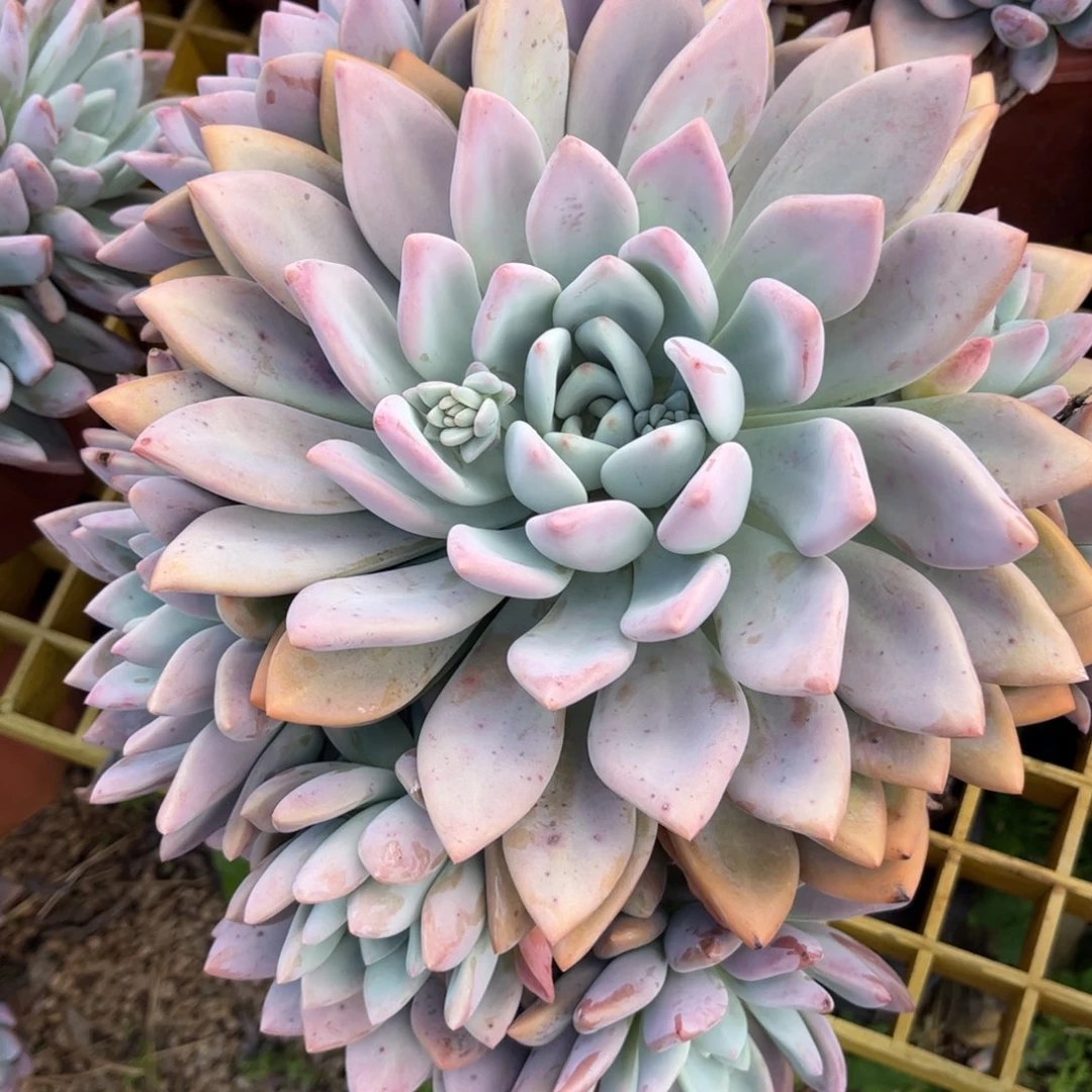 新疆西藏内蒙不发货，奥普