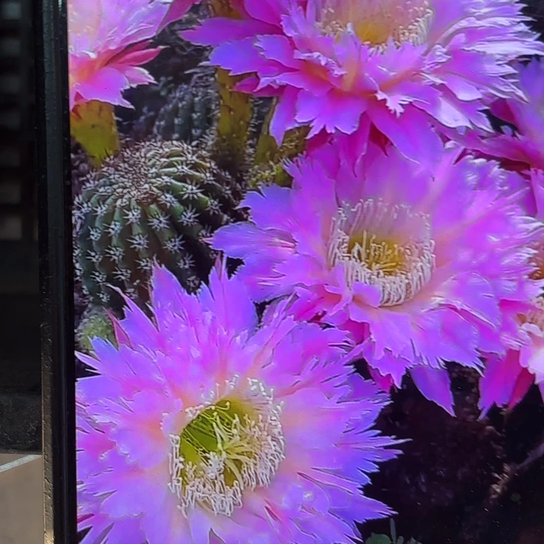 紫薇星毛侧牙20包邮仙人球