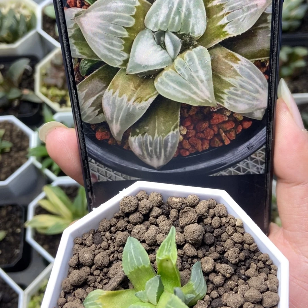 白百何s实生一物一拍