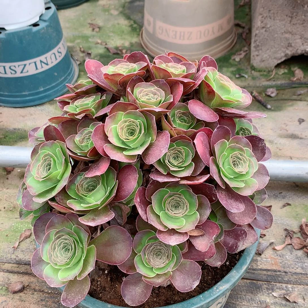【闪购商品】唱****^魅金玫瑰，多肉