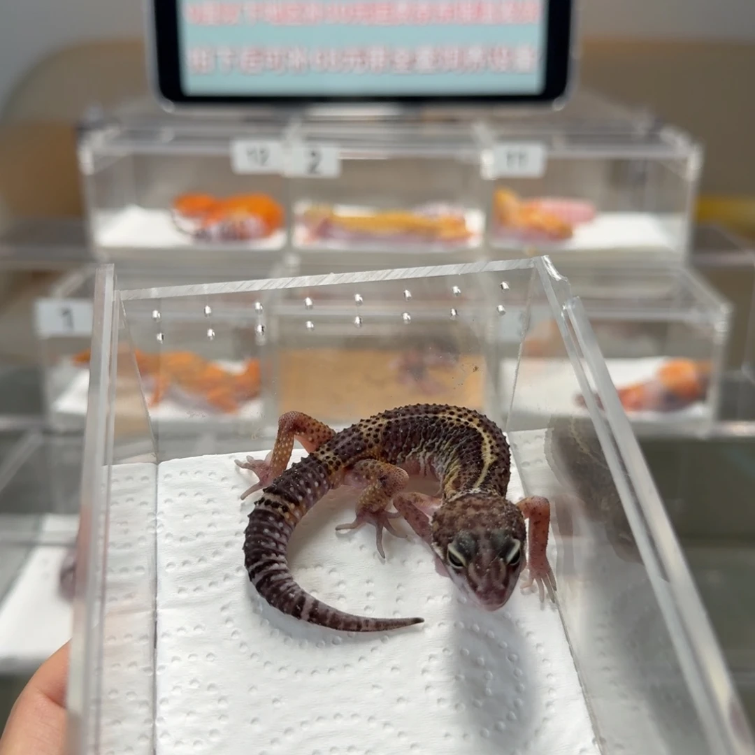 豹纹守宫黑夜妹妹