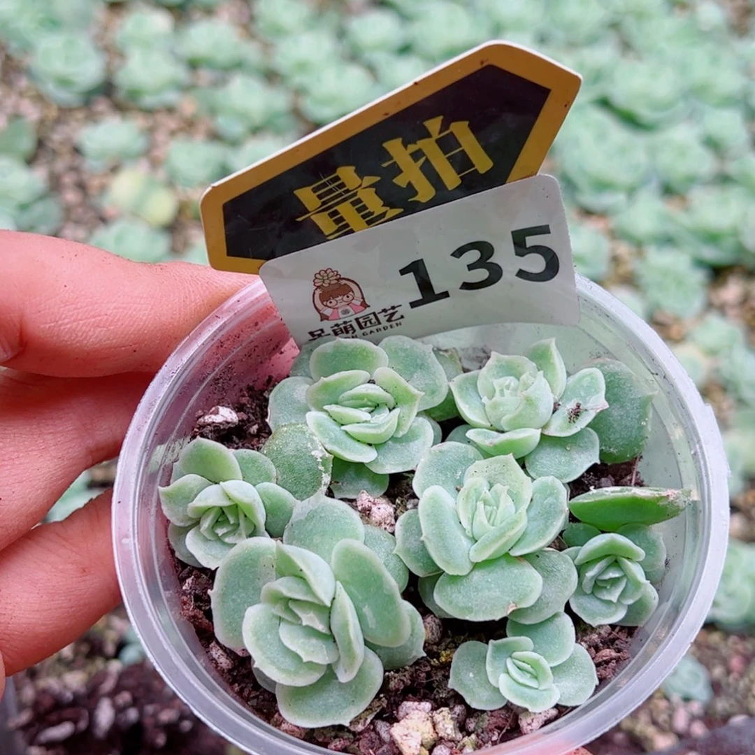 多肉植物多肉植物