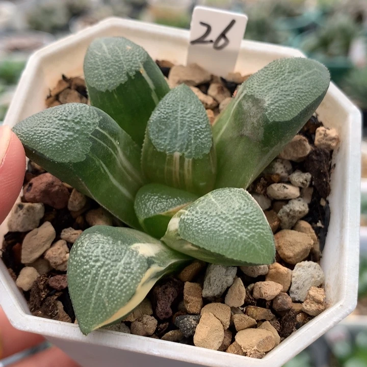 26克多肉植物十二卷多肉