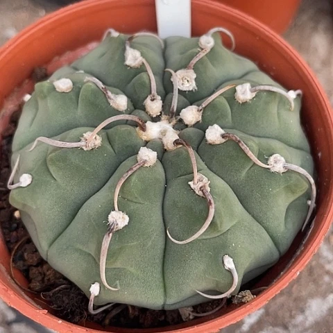 实生一本刺福利价