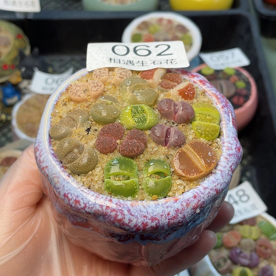 相遇生石花链接062