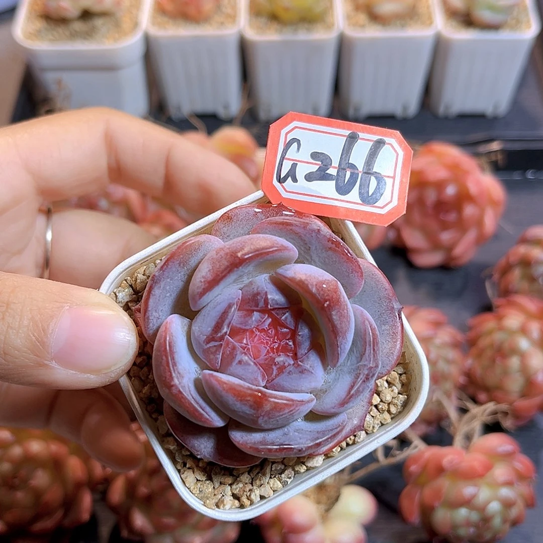 G266 一物一拍多肉 糖炒栗子