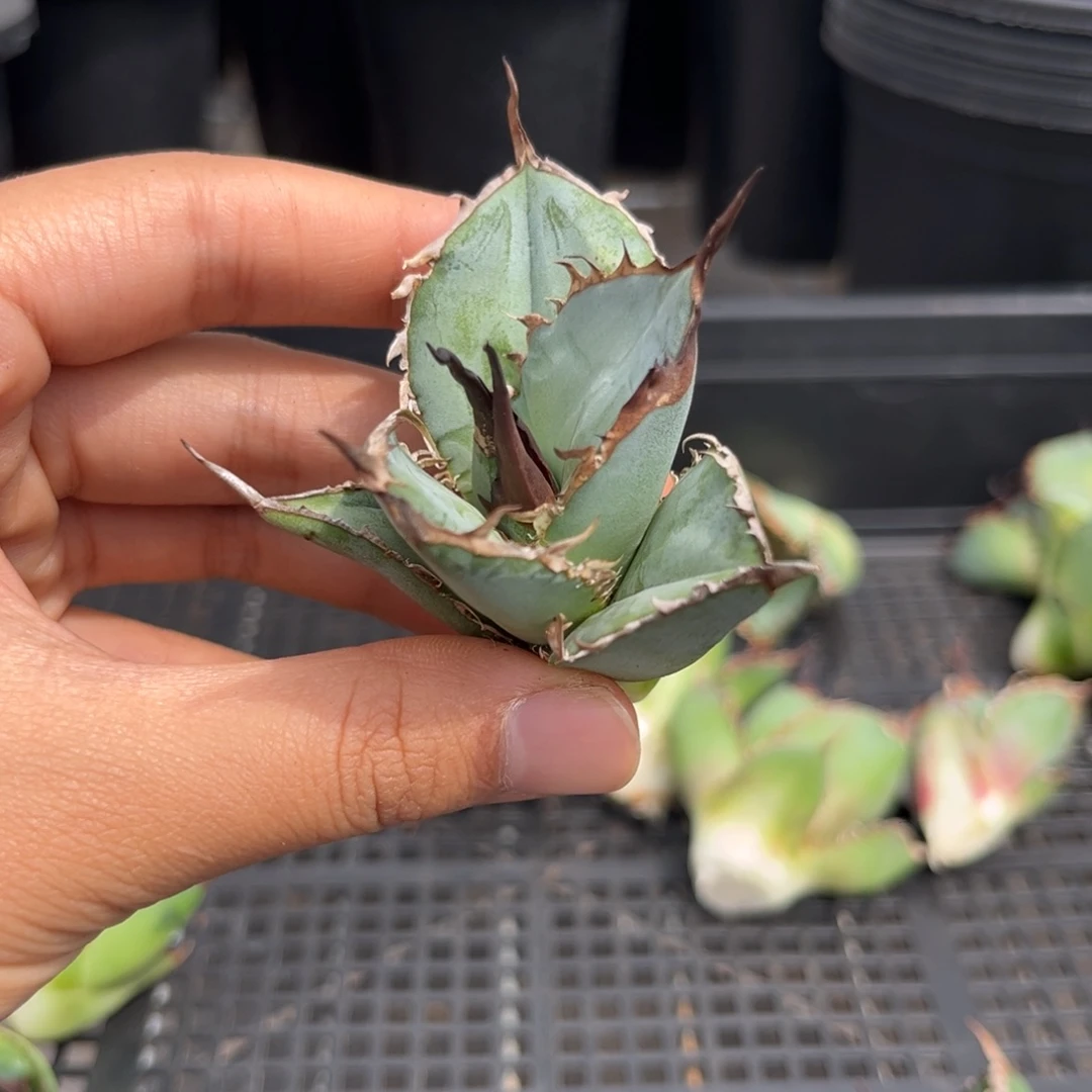 龙舌兰仁王冠芽子