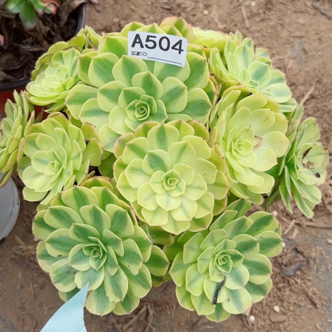 504雨荷多肉植物法师