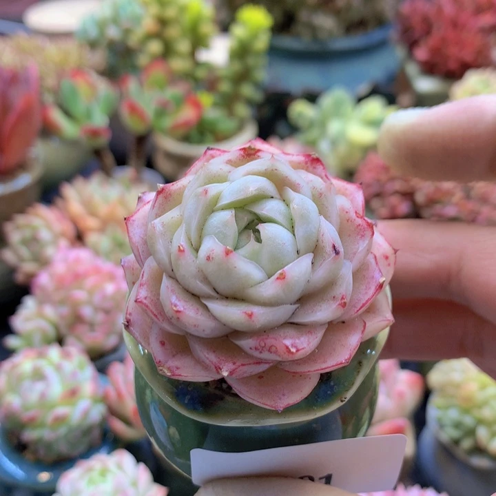 苏**酥一物一拍含盆土满38包邮E201